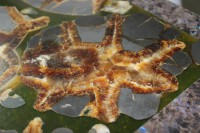 Панели, столешницы, столы, изделия из натурального камня